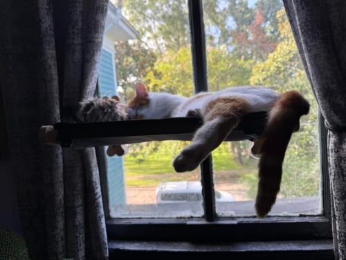 Szee All‑Season Cat Window Perch photo review