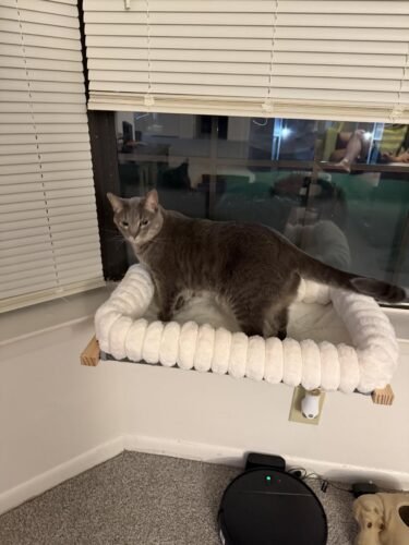 Soft Cat Window Perch photo review