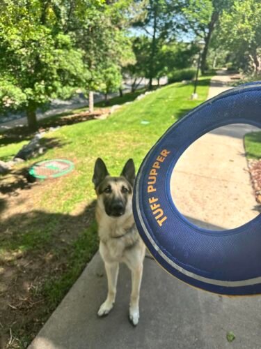 Soft Foam Dog Frisbee Toy photo review