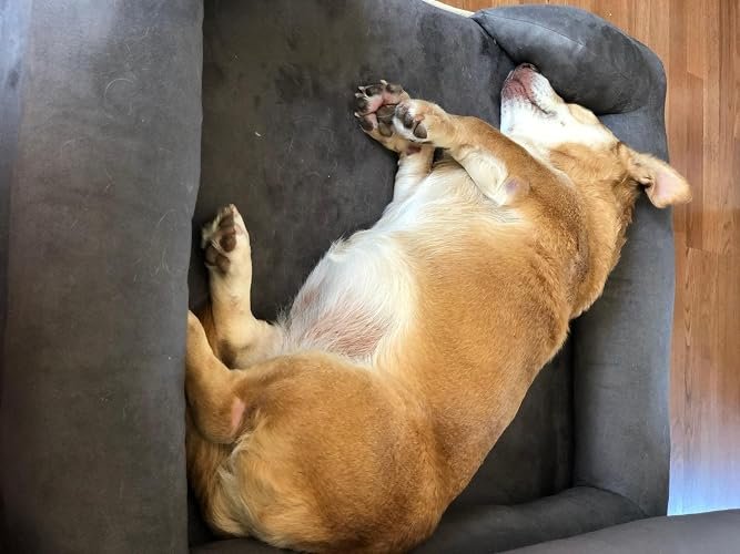 Friends Forever Orthopedic Dog Bed photo review