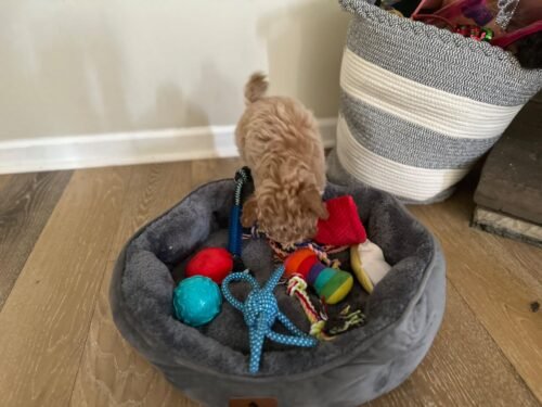 KIPRITII 25‑Pack Dog Toy Set photo review