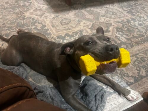 Tough Dumbbell Dog Chew Toy photo review