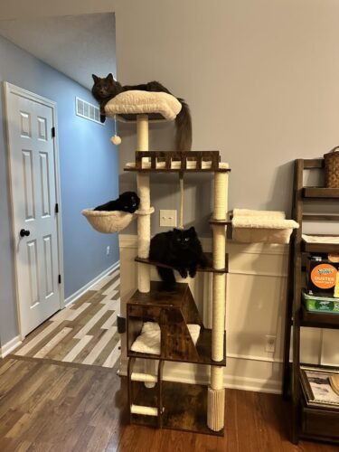 Hey‑brother Wooden Cat Tree photo review