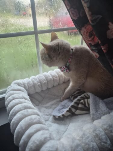 Soft Cat Window Perch photo review