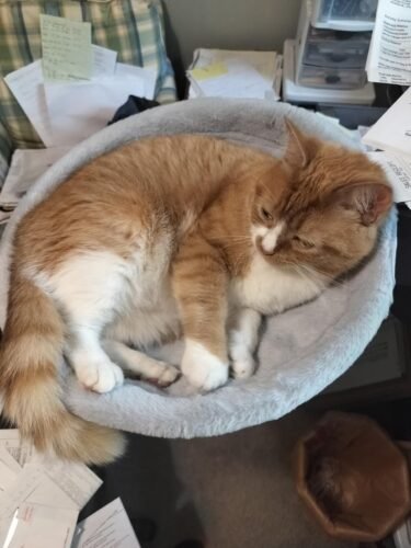 Rotating Desk Cat Bed photo review