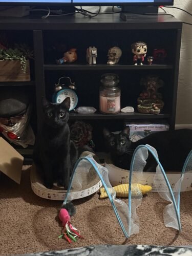 3‑in‑1 Cardboard Cat Scratcher Set photo review