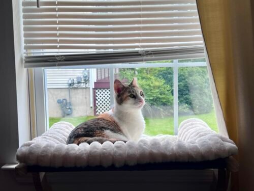 Cloud‑Soft Cat Window Sill Perch photo review