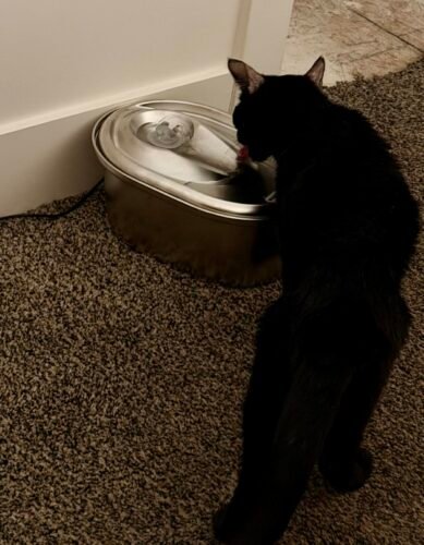 Petlibro 3L Stainless‑Steel Fountain photo review