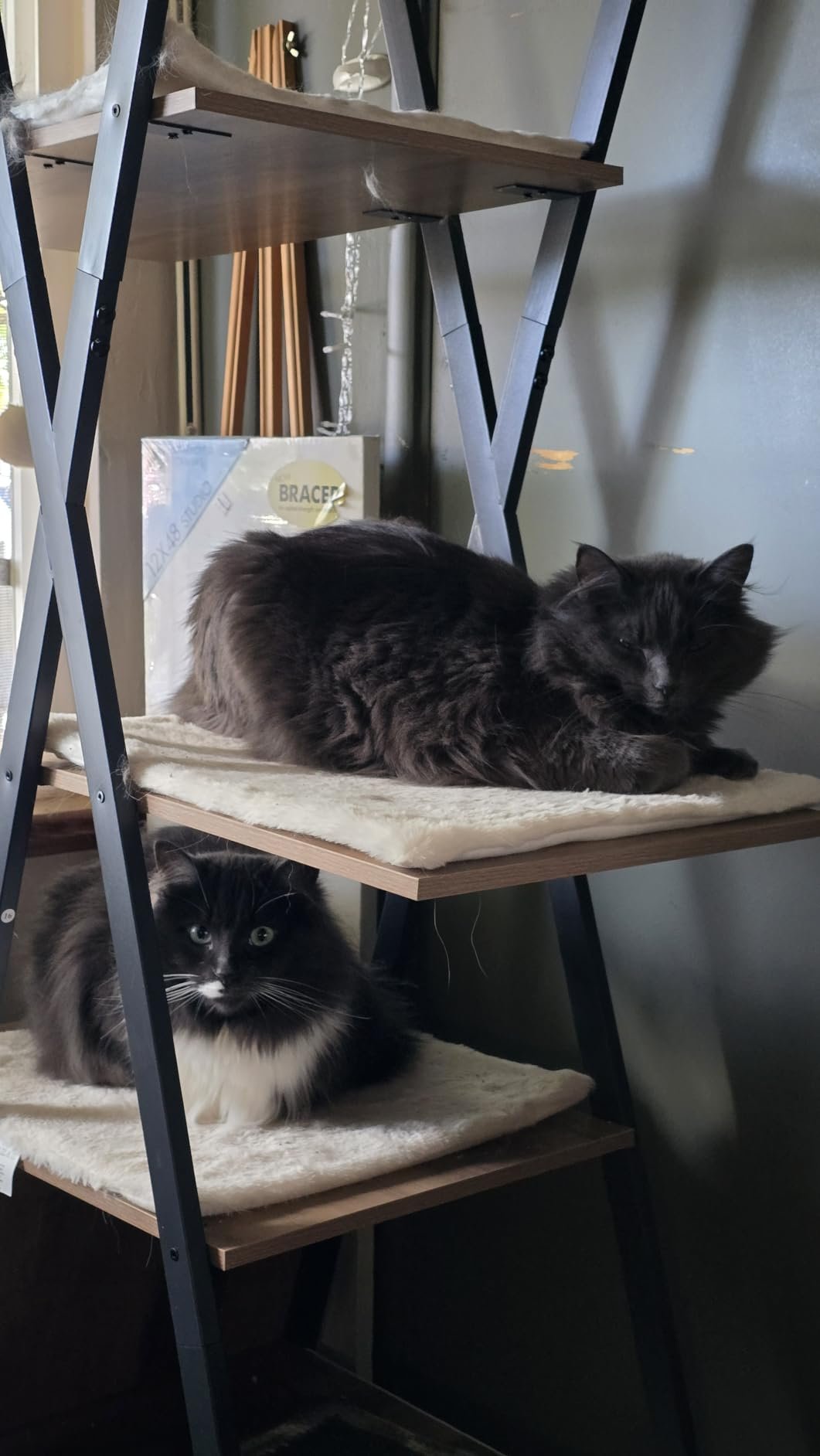38.2" Modern Multi‑Level Cat Condo photo review