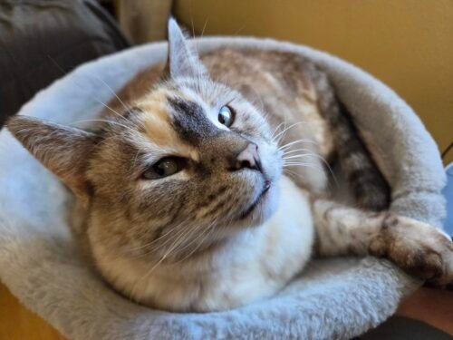 Rotating Desk Cat Bed photo review