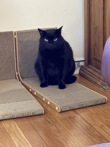 Smartbean L‑Shape Cat Scratcher photo review
