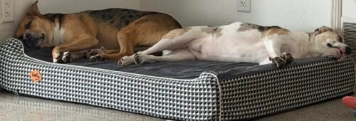 Orthopedic Memory Foam Dog Bed photo review