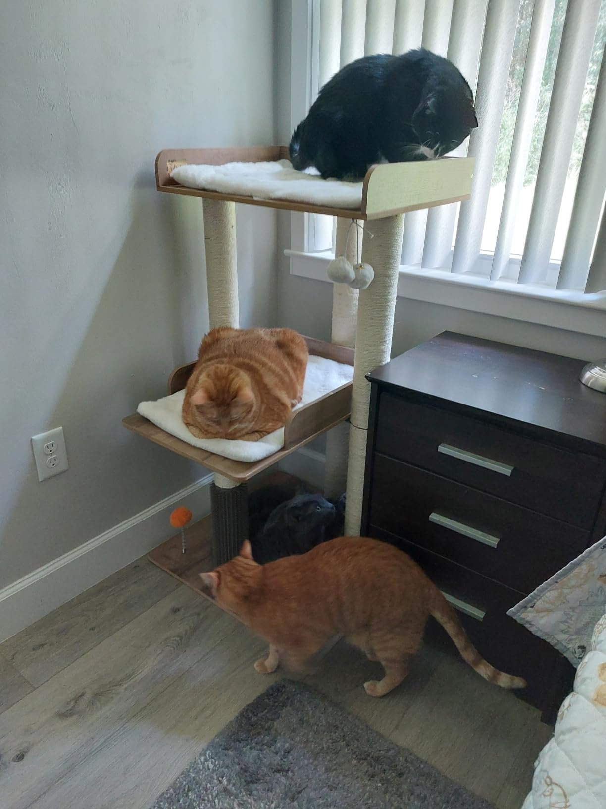 43.7" Easy‑Assemble Modern Cat Tree photo review