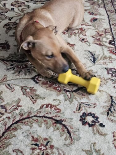 Tough Dumbbell Dog Chew Toy photo review