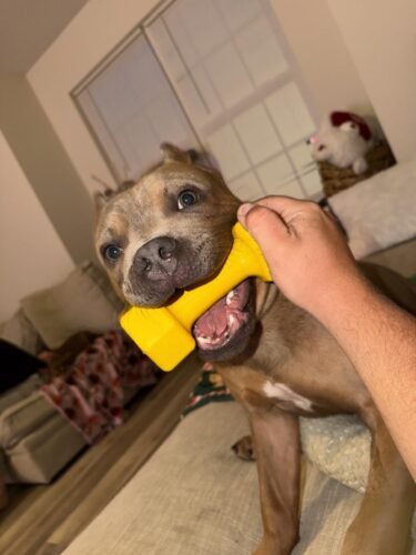 Tough Dumbbell Dog Chew Toy photo review