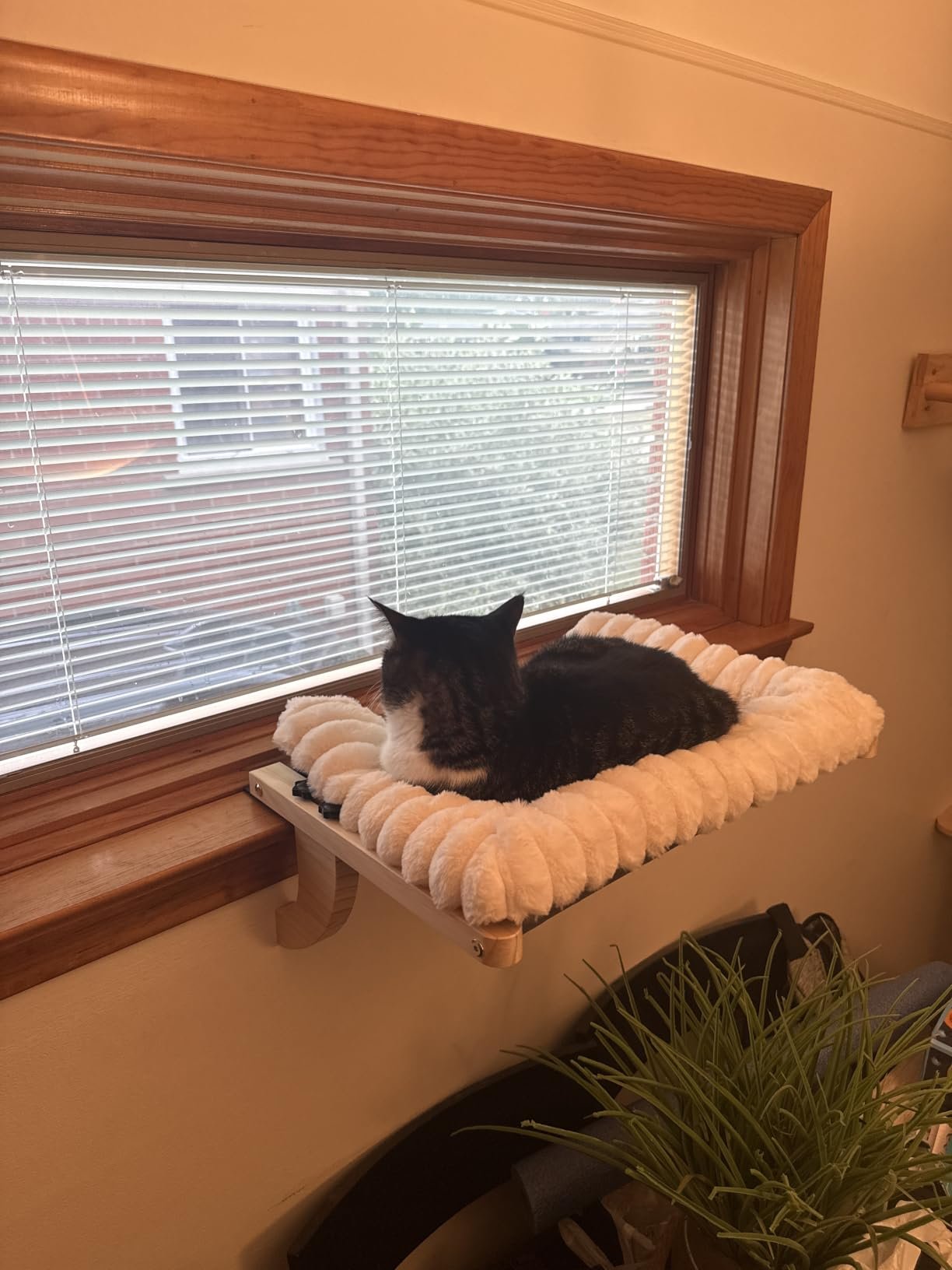 Cloud‑Soft Cat Window Sill Perch photo review