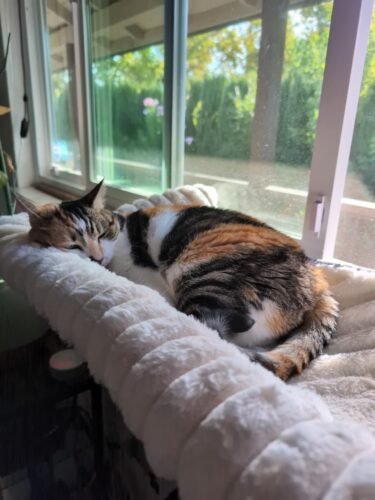 Cloud‑Soft Cat Window Sill Perch photo review