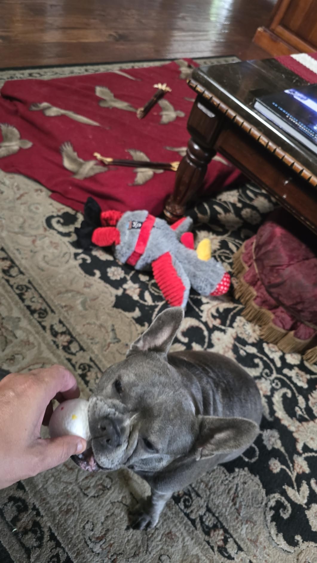 Auto Paw Activated Dog Launcher photo review