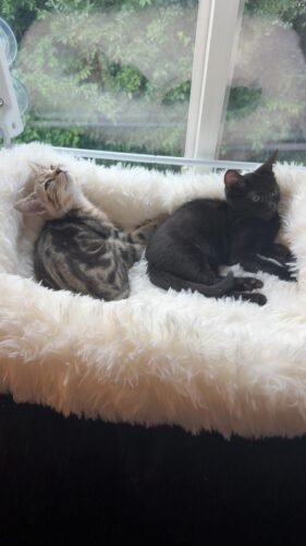 Zoratoo Foldable Cat Sill Bed photo review