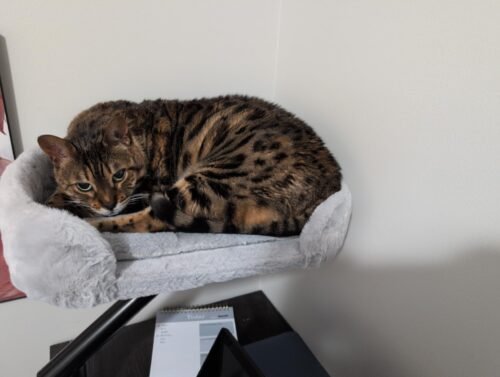Pawz Road Rotating Cat Desk Bed photo review