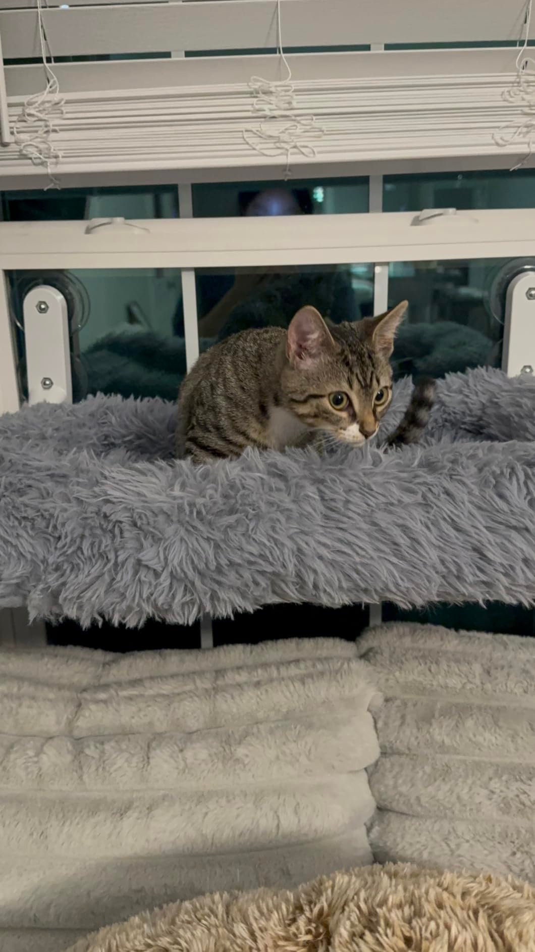 Zoratoo Foldable Cat Sill Bed photo review