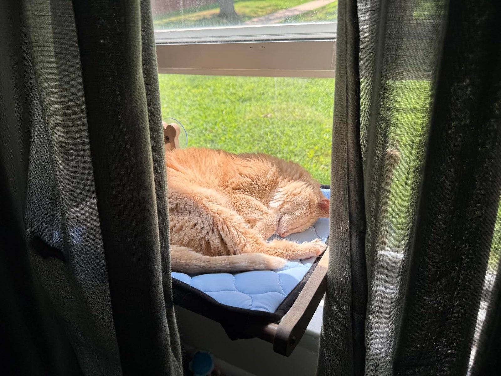 Szee All‑Season Cat Window Perch photo review