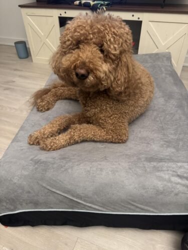 Laifug Orthopedic Dog Bed photo review