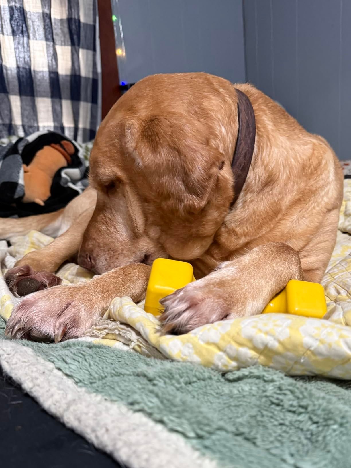 Tough Dumbbell Dog Chew Toy photo review