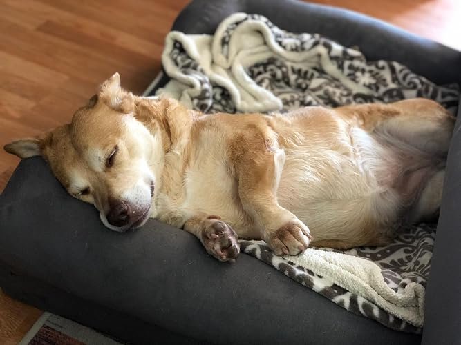 Friends Forever Orthopedic Dog Bed photo review