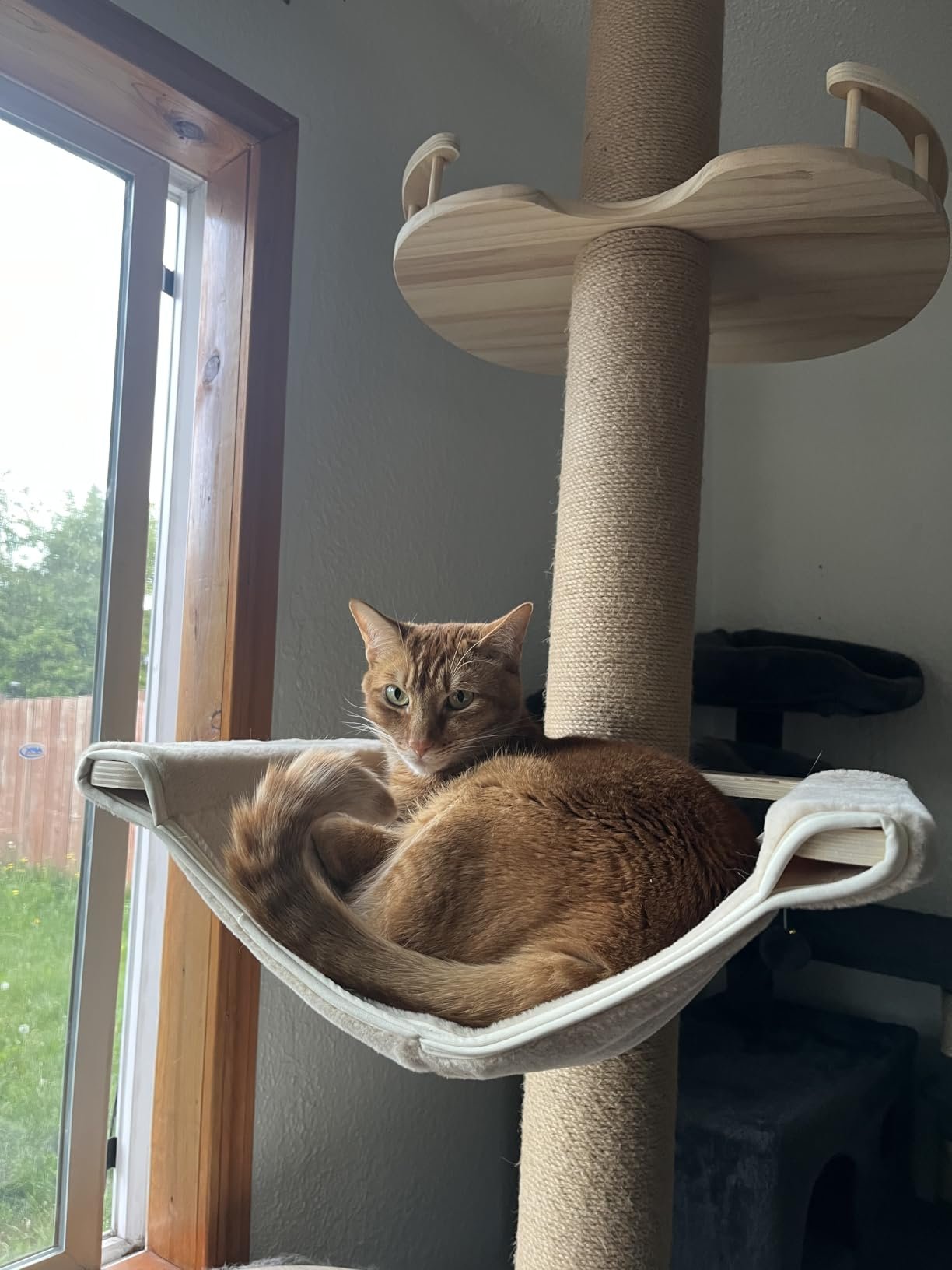 Floor‑to‑Ceiling Cat Tree photo review