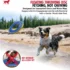Soft Foam Dog Frisbee Toy