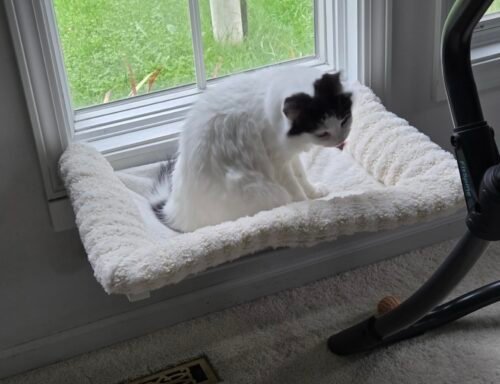 Zakkart 3‑Sided Cat Windowsill Perch photo review