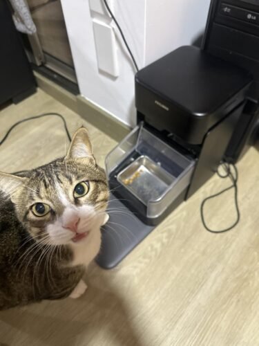 3L RFID Smart Cat Feeder photo review