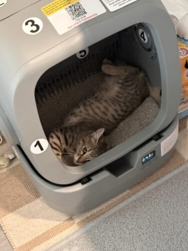 Smart Automatic Cat Litter Box photo review