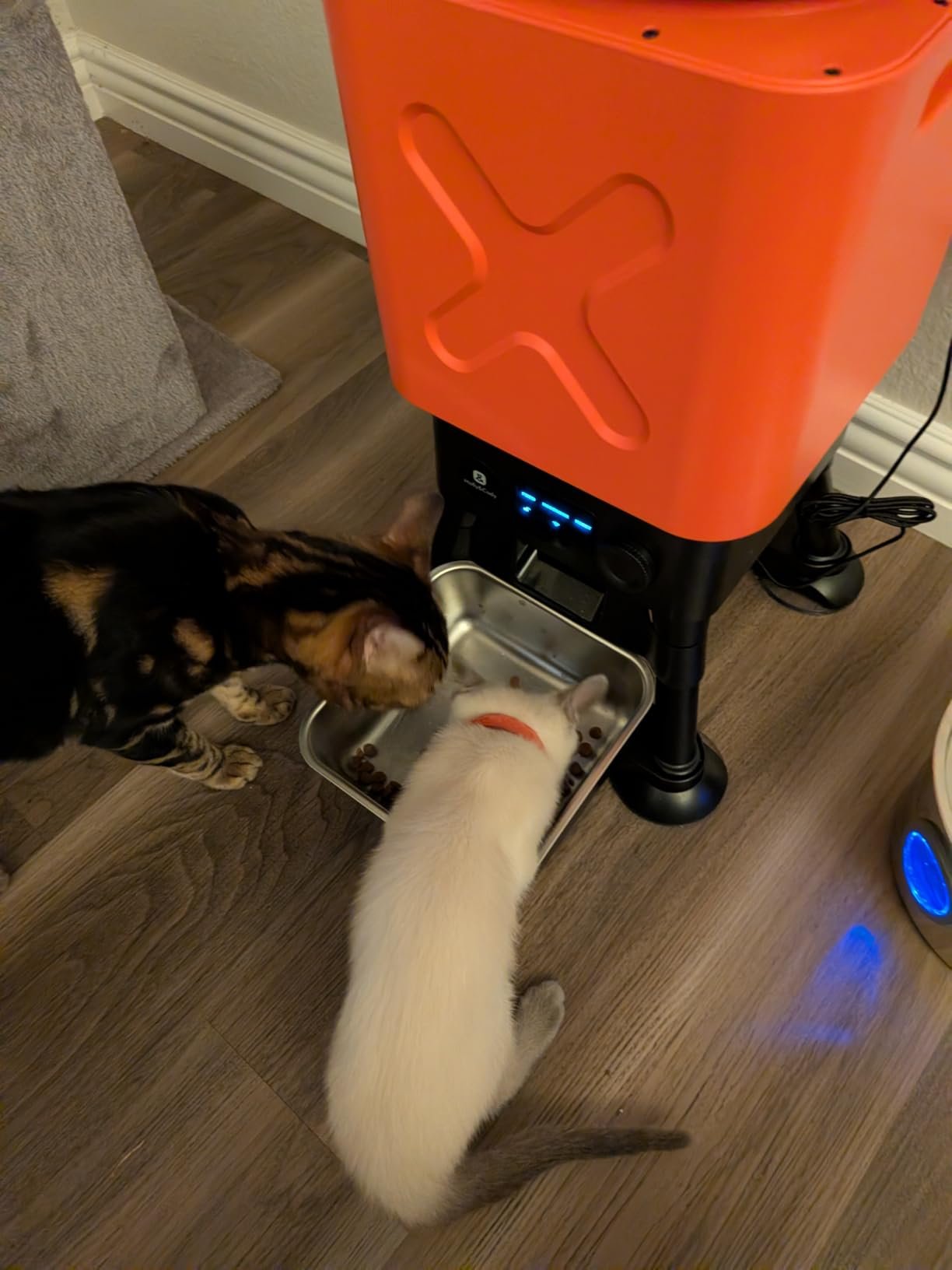 Smart Dog Feeder photo review