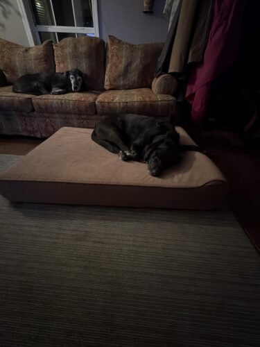 XXL Orthopedic Dog Couch Bed photo review