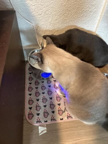 2.2L Detachable‑Tank Pet Fountain photo review