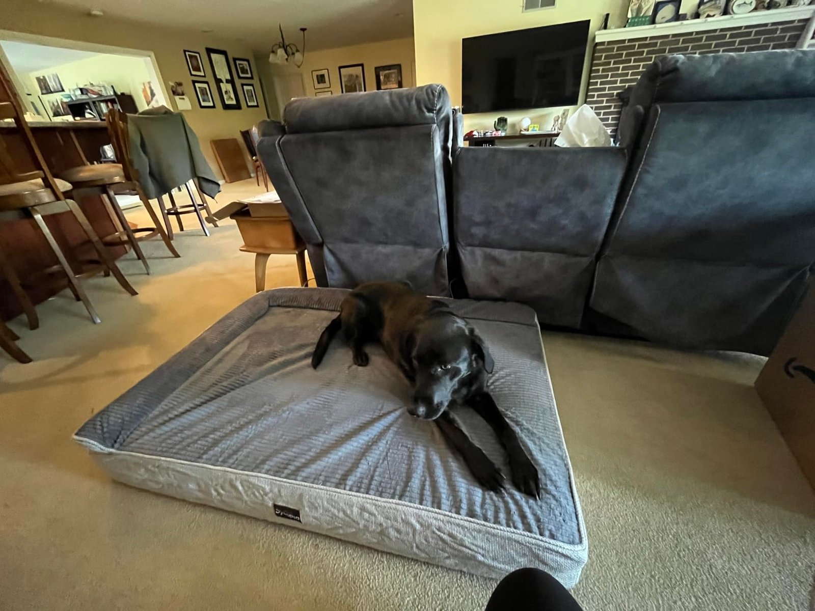 Heavy‑Duty XXL Dog Bed photo review