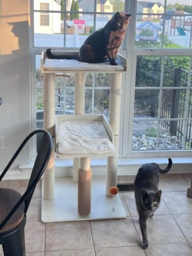 43.7" Easy‑Assemble Modern Cat Tree photo review