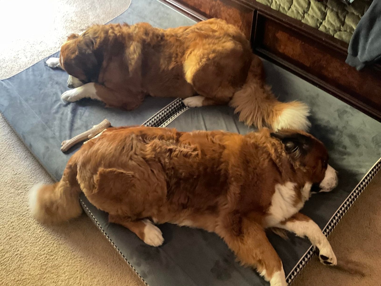 Orthopedic Memory Foam Dog Bed photo review