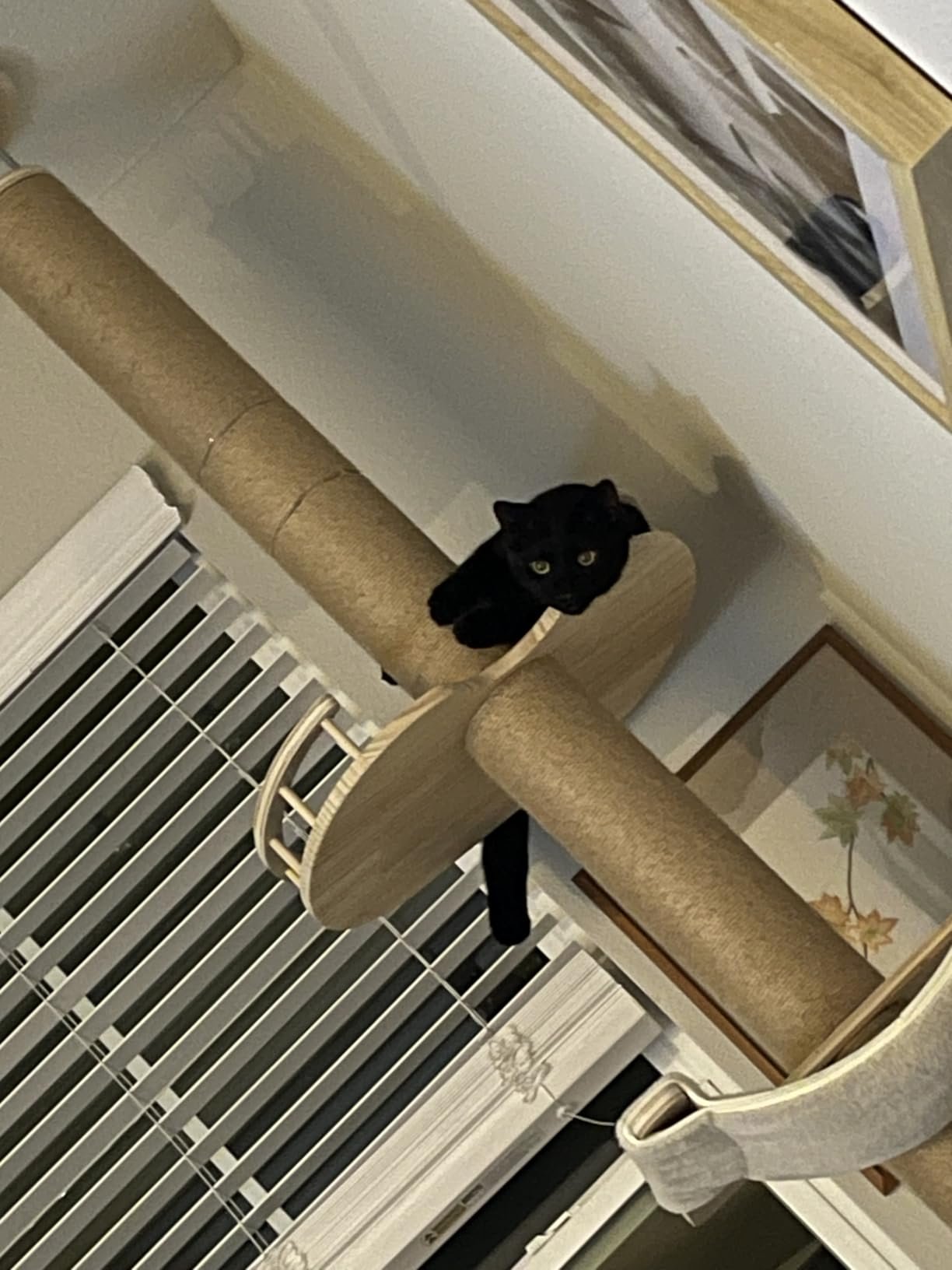 Floor‑to‑Ceiling Cat Tree photo review