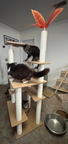 Weatherproof Outdoor Cat Tree photo review
