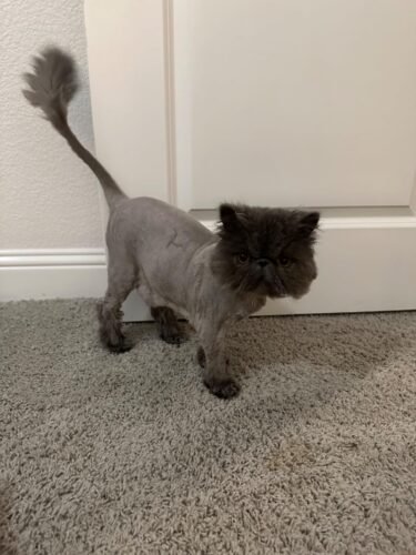 Andis 2‑Speed Pet Clipper photo review