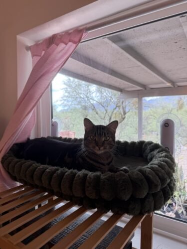 Cheerpals Foldable Cat Window Perch photo review