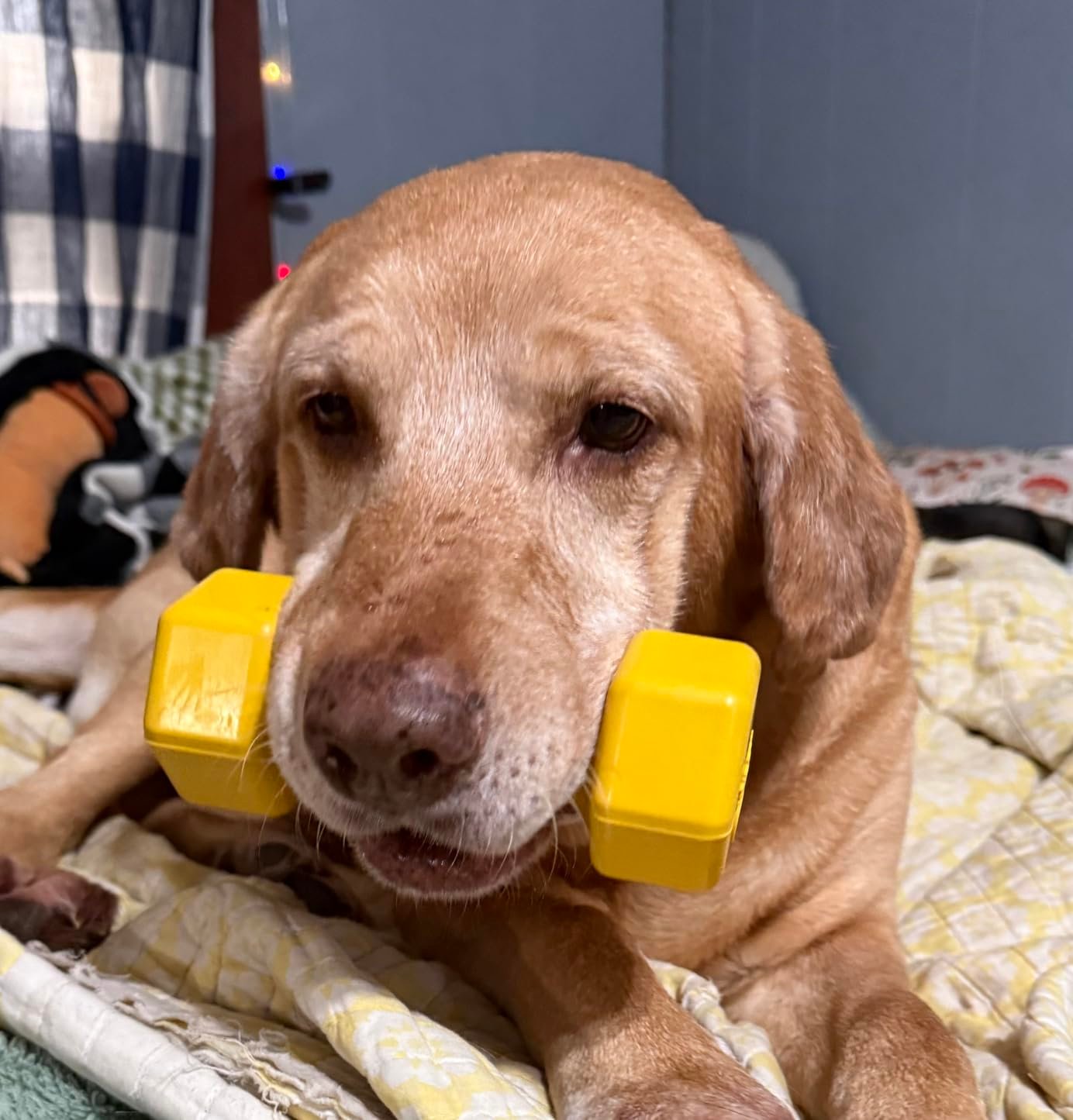 Tough Dumbbell Dog Chew Toy photo review