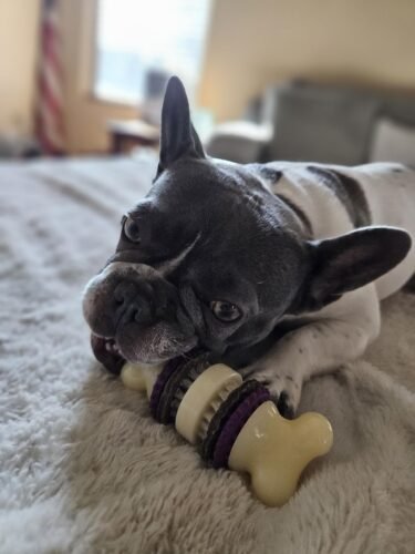 Dental Bristle Bone Dog Toy photo review