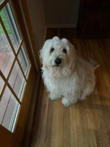 Andis 2‑Speed Pet Clipper photo review