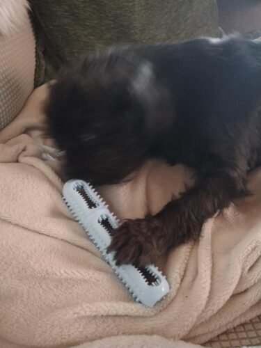 Puppy Dental Chew Toy Set photo review