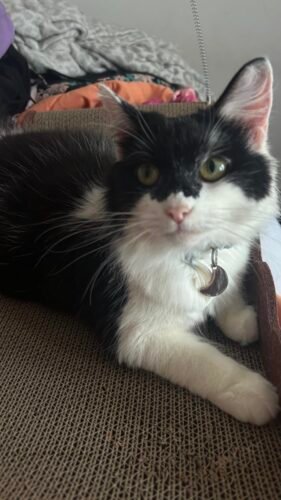 Eheyciga Large Cat Scratcher Bed photo review