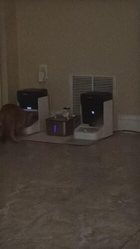 3L RFID Smart Cat Feeder photo review